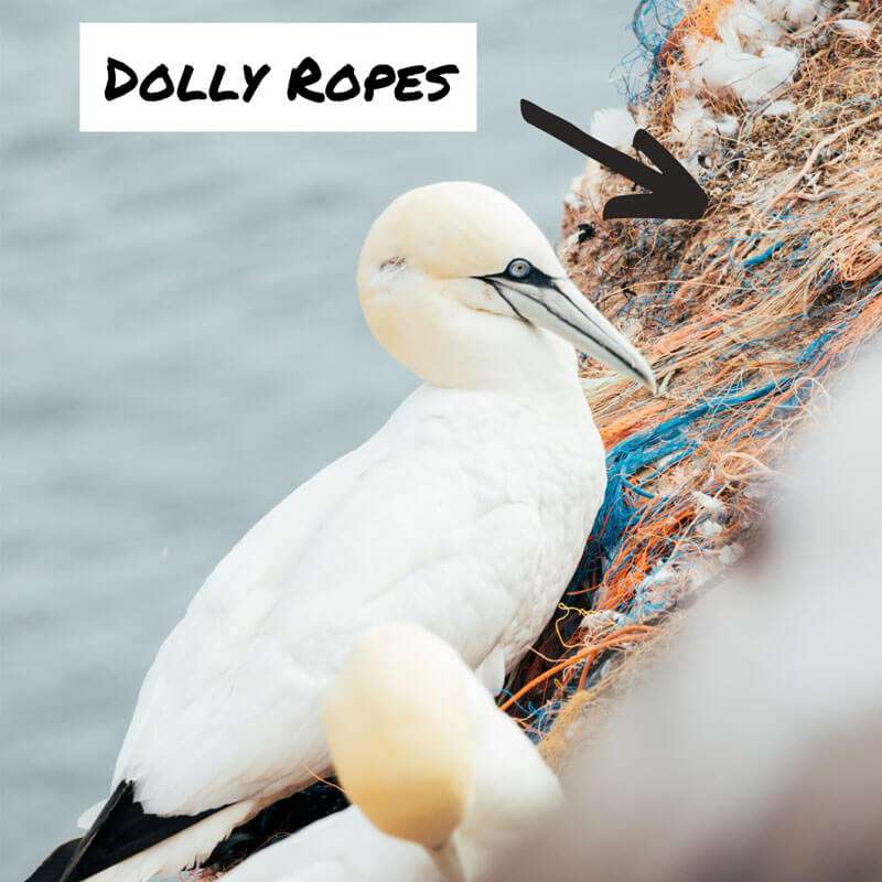 Bracenet: Dolly Ropes als Material für das Vogelnest auf Helgoland - Plastik im Meer