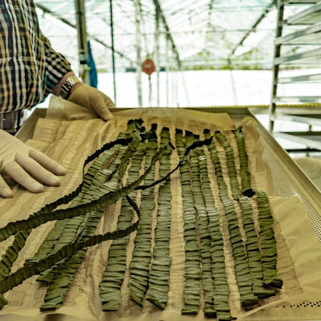 Lange grüner Spirulina-Algen liegen auf einem Blech, daneben der Anschnitt eines DAG-Mitarbeiters mit Gummihandschuhen, im Hintergrund unscharf ein Gewächshaus zum Algenanbau