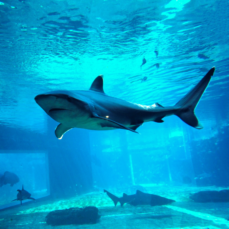 Sharks in the aquarium