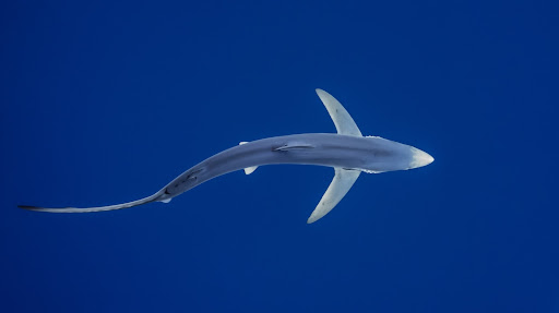 blue shark in the middle of blue water