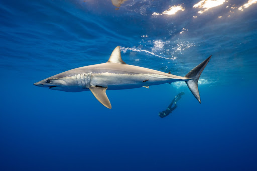 diver diving into water behind mako shark