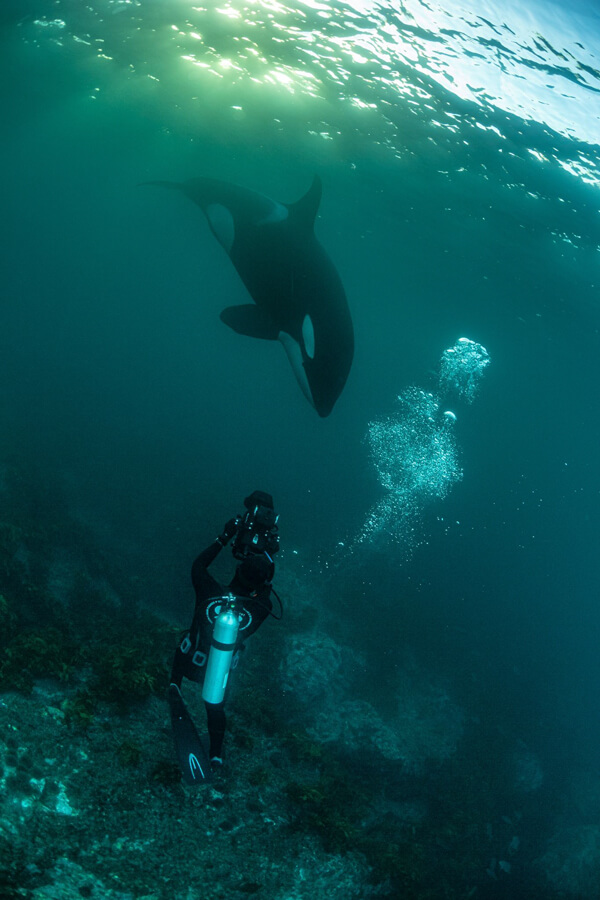 Robert Marc Lehmann unter Wasser mit Orca (Killerwal) beim Tauchen