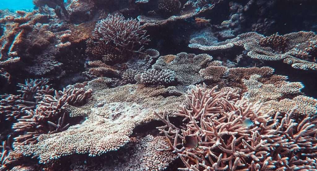 korallen-versauerung-der-ozeane