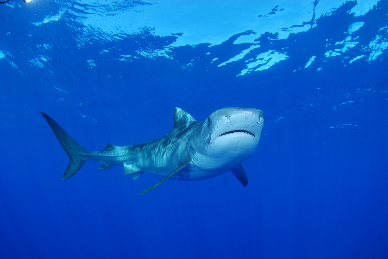 Threats to Sharks - Shark Finning