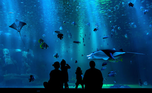 Aquarien und Zoos — Orte des Scheinwissens?