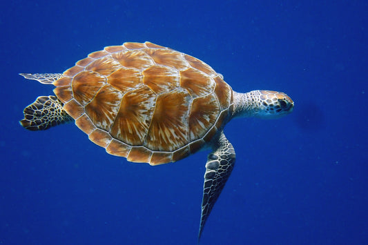 Warum wir Tiere nicht tracken und weshalb echter Schutz ohne Eingriffe funktioniert