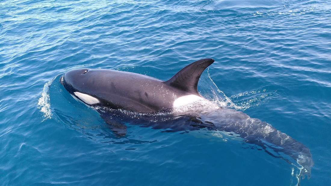 BRACENET X Iberian Orca Guardians Stiftung