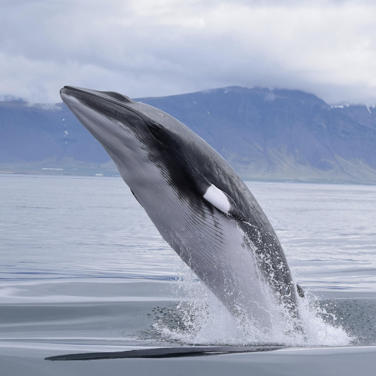 WDC x BRACENET - minke whale bracenet made from fishing net