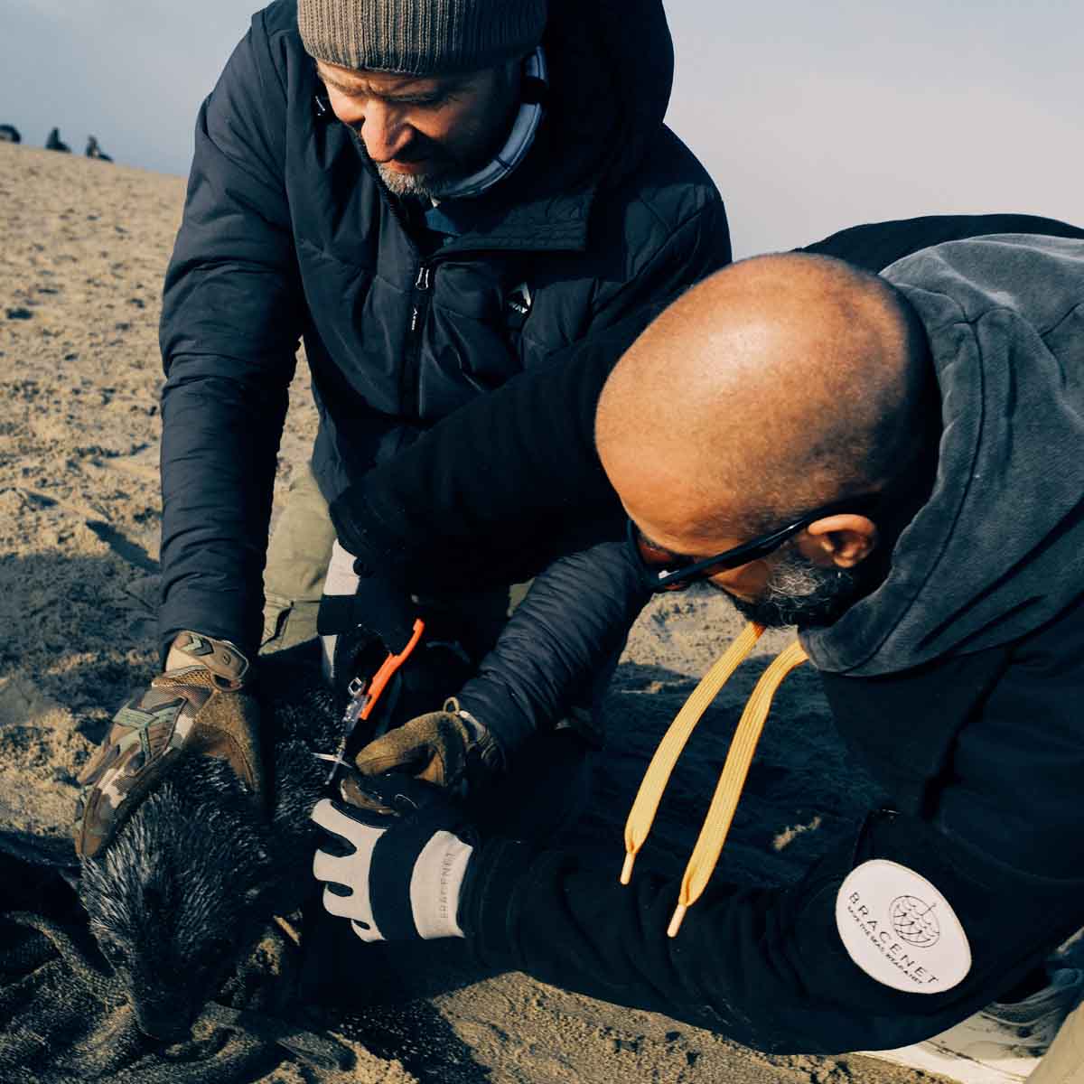 Benjamin von BRACENET ist mit einer weiteren Person am Strand und schneidet eine Robbe aus einem Netz frei.