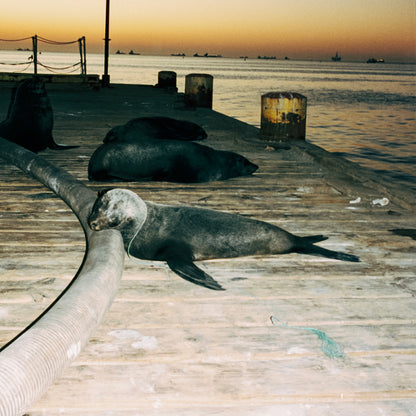 Eine Robbe liegt auf einem Steg und ist am Hals in Fischernetzen verfangen.  
