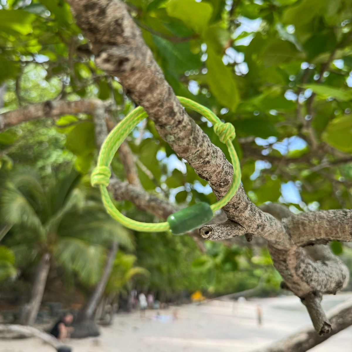 Das Juni Bracenet Bismarck Sea aus Fischernetz in Hellgrün mit Magnetverschluss aus eingeschmolzenen Fischernetzen in Grün hängt an einem Baum. 