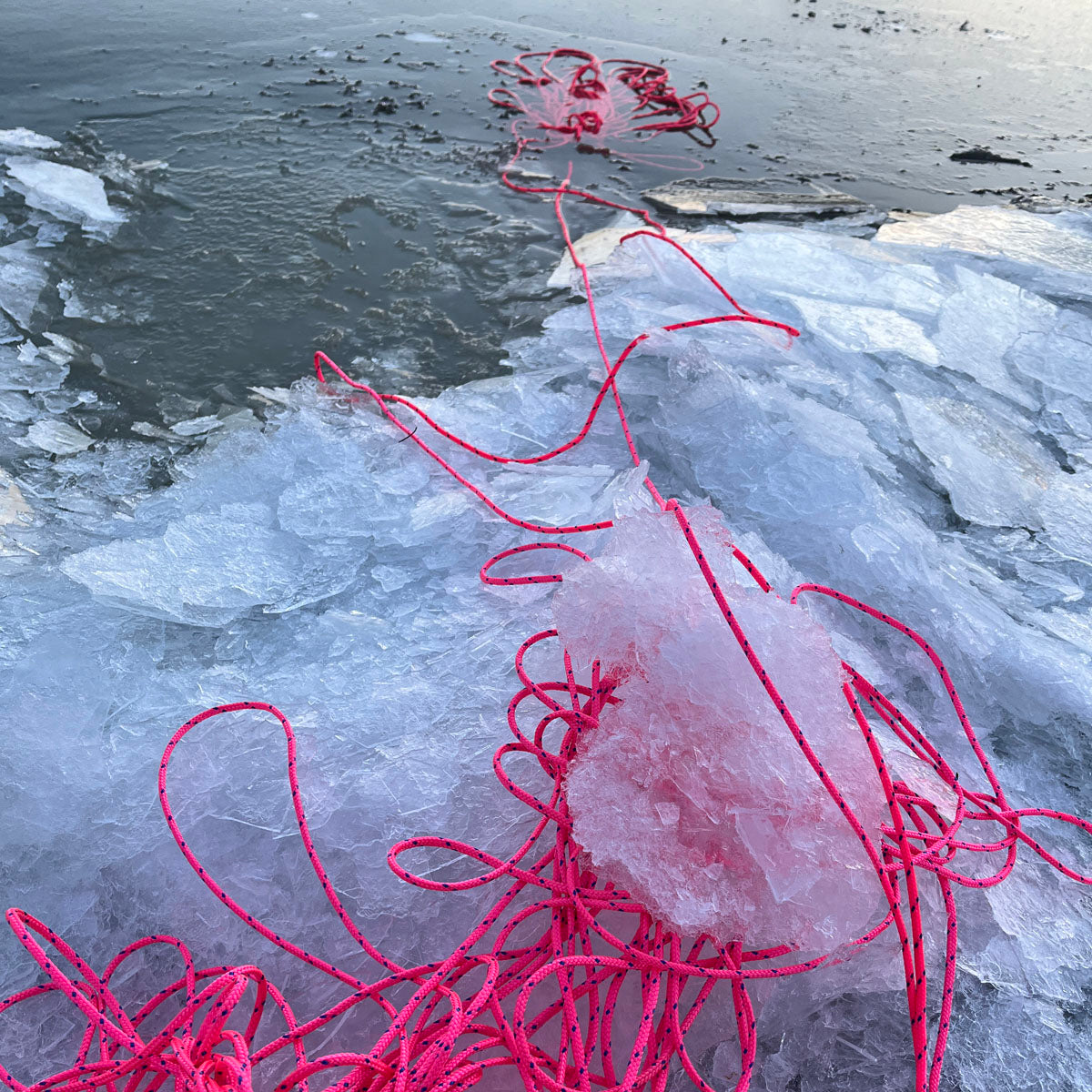 Gulf of Bothnia Fischernetz in Pink liegt auf dem gefrorenen Meer. 