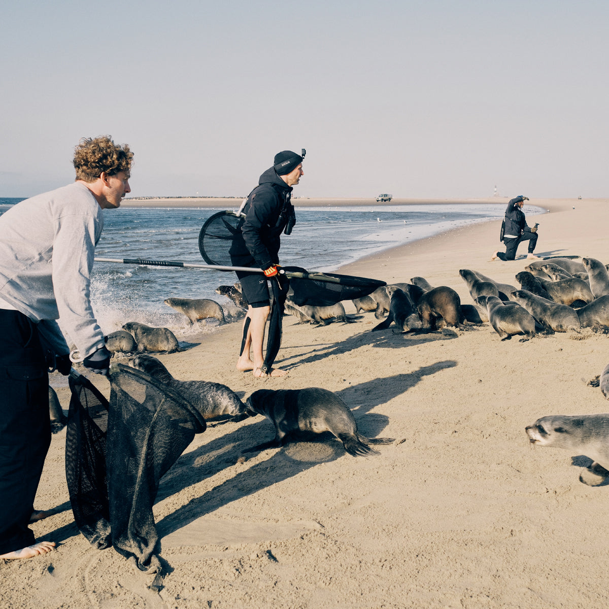 Malte Zierden steht gemeinsam mit weiteren Personen am Strand mit Keschern um die Robben einzufangen.