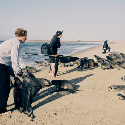 Malte Zierden steht gemeinsam mit weiteren Personen am Strand mit Keschern um die Robben einzufangen.