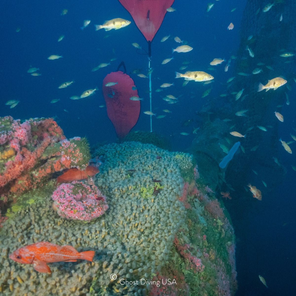 künstliches Korallenriff in Kalifornien, USA