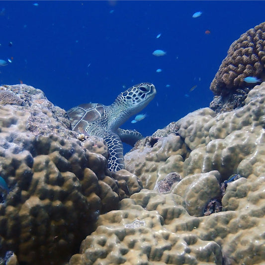 BRACENET Schildkröte Hope entspannt sich im Riff. 
