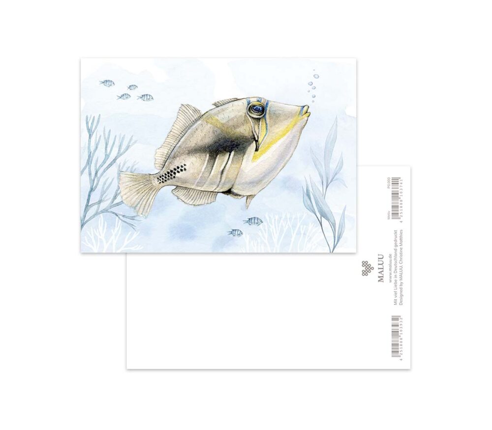 Postcard - Picasso Triggerfish