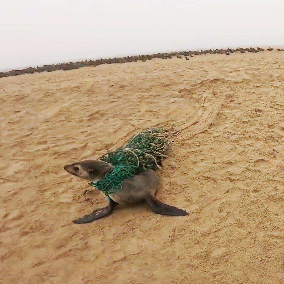 Eine Robbe am Strand verfangen in dem grünen Fischernetz, aus dem das Bracenet gefertigt wurde.