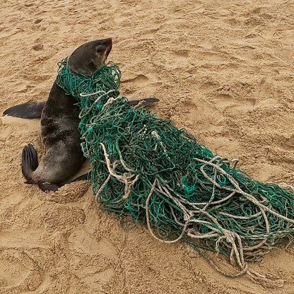 Eine Robbe am Strand verfangen in dem grünen Fischernetz, aus dem das Bracenet gefertigt wurde.