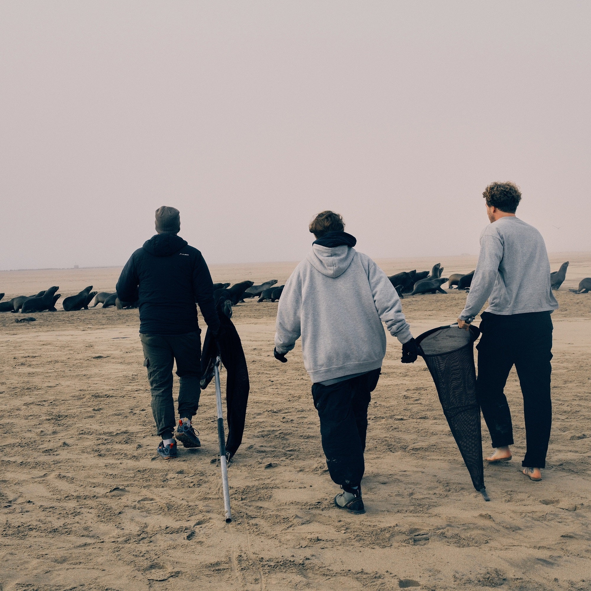Malte Zierden, OCN und BRACENET laufen am Strand von Namibia auf eine Herde Robben zu, um ihnen zu helfen