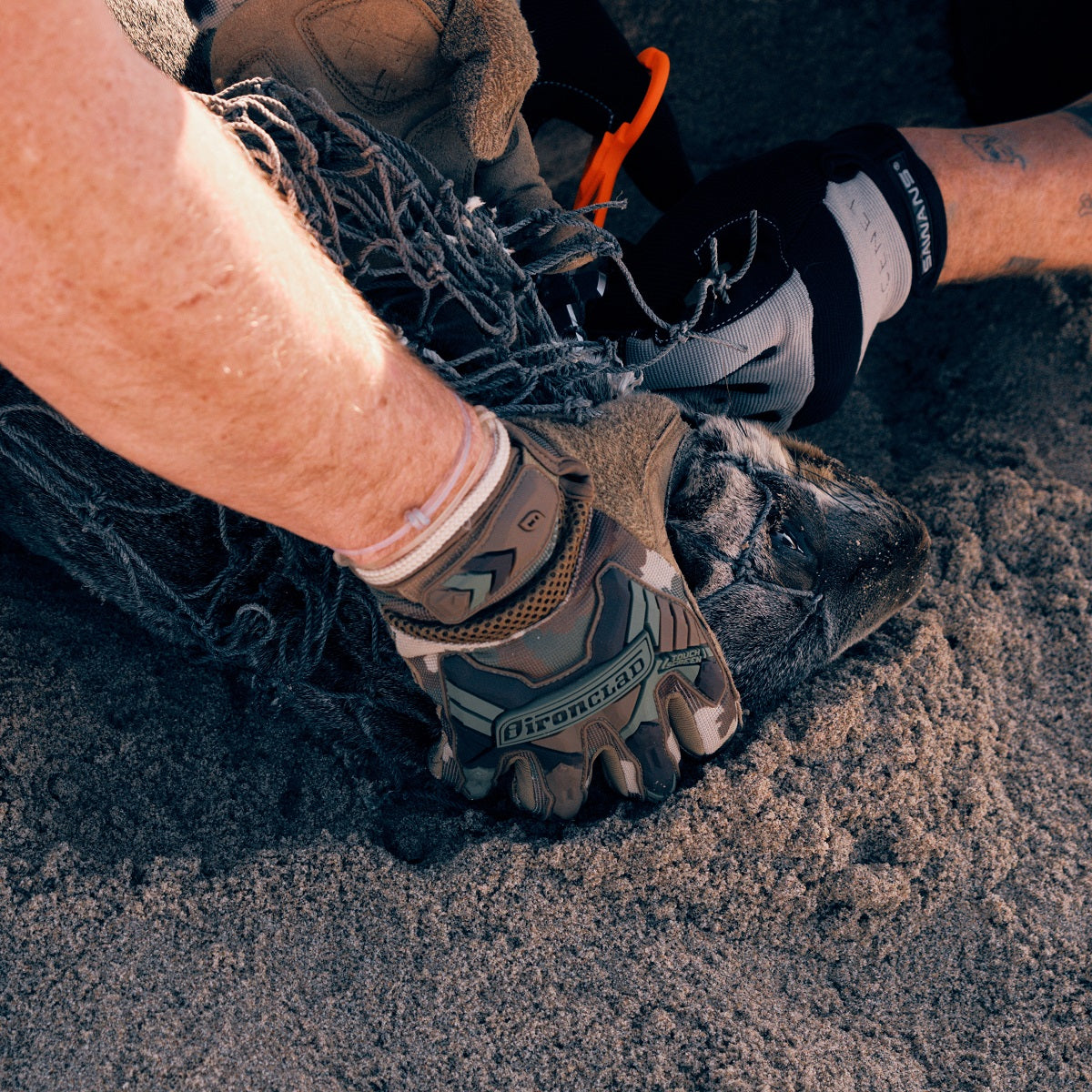 Person hält eine Robbe am Kopf fest, damit sie von dem alten Fischernetz befreit werden kann