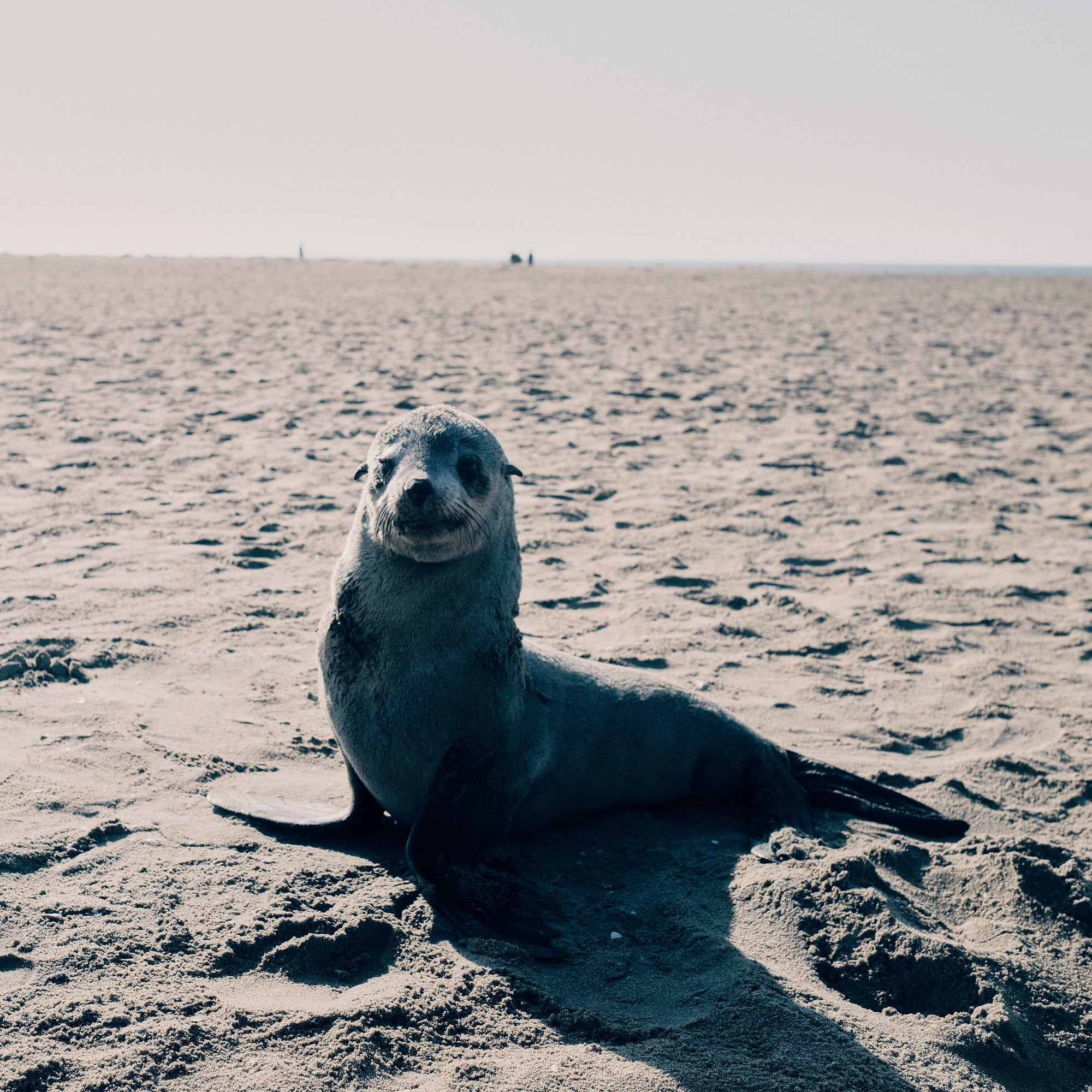 Robbe am Strand in Namibia, gerettet von der Ocean Conservation Namibia, Malte Zierden und BRACENET, im Hintergrund ein langer Sandstrand