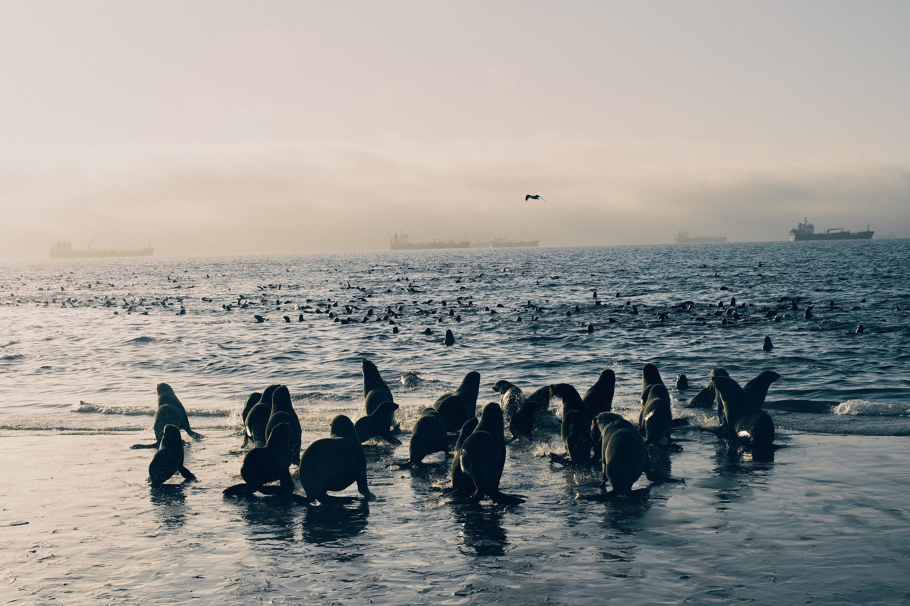 Strand in Namibia mit mehreren Robben, die gerade ins Meer schwimmen, im Hintergrund größere Schiffe
