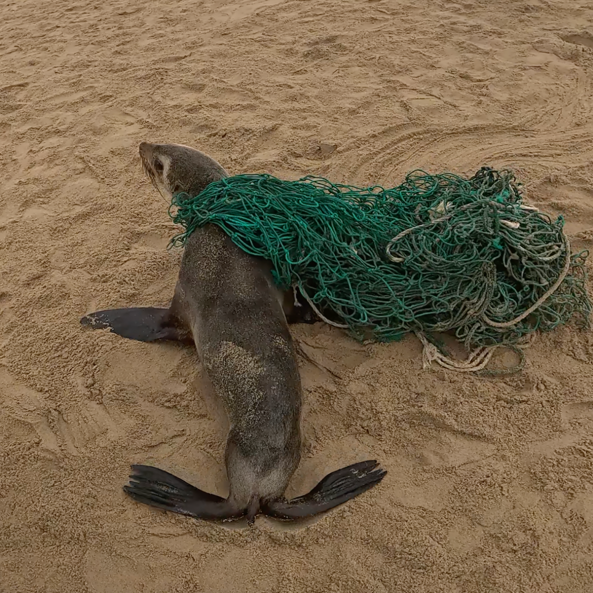 Eine Robbe am Strand verfangen in dem grünen Fischernetz, aus dem das Bracenet gefertigt wurde.
