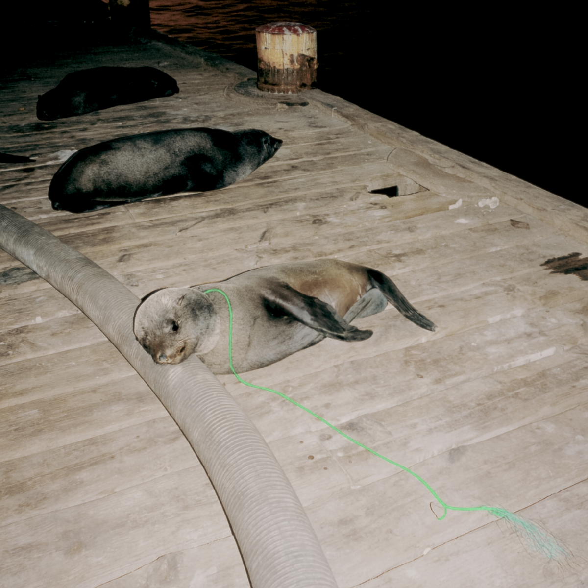 Eine Robbe liegt auf einem Steg und ist am Hals in Fischernetzen verfangen.  