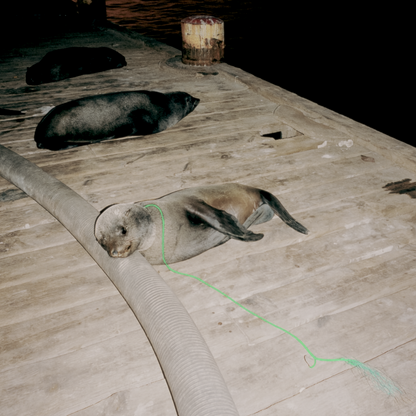 Eine Robbe liegt auf einem Steg und ist am Hals in Fischernetzen verfangen.  