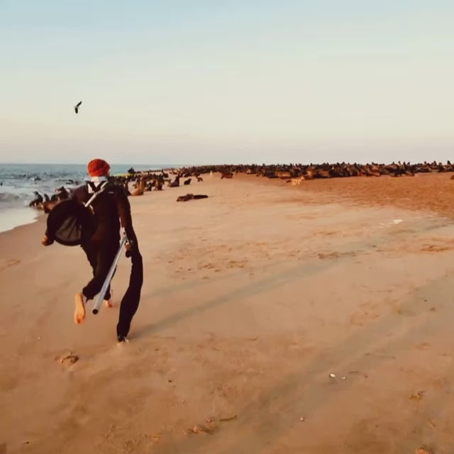 Video in dem zwei Personen auf die Robben zu laufen. 