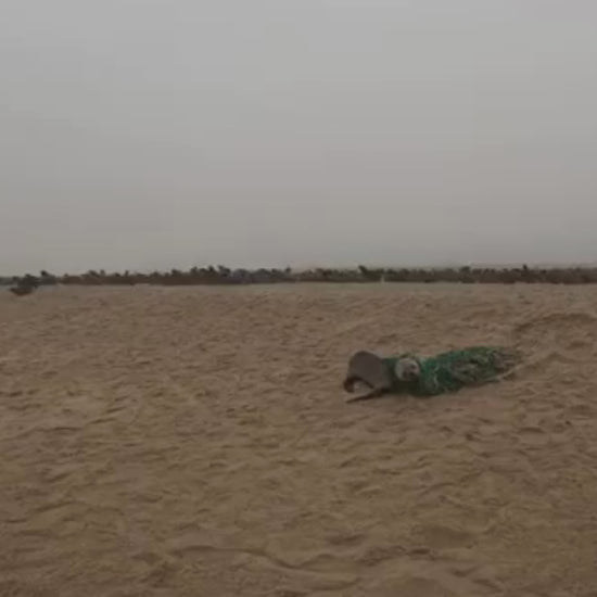 Video von einer Robbe, die in dem grünen Fischernetz verfangen war aus dem das Bracenet gefertigt wurde.