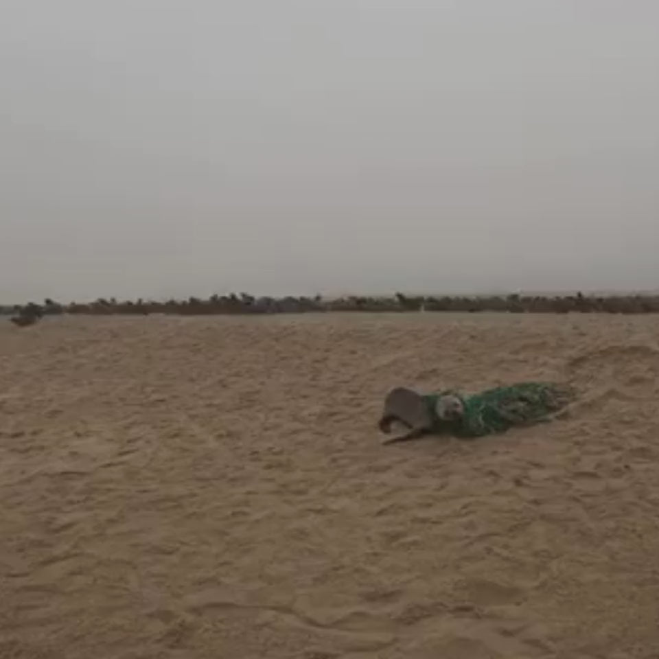 Video von einer Robbe, die in dem grünen Fischernetz verfangen war aus dem das Bracenet gefertigt wurde.