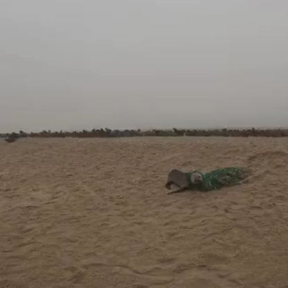 Video von einer Robbe, die in dem grünen Fischernetz verfangen war aus dem das Bracenet gefertigt wurde.