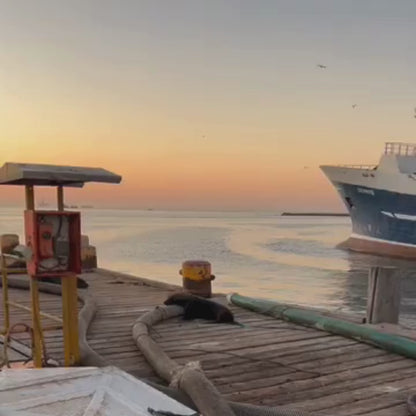 Video einer Robbe auf einem Steg beim Sonnenuntergang. Beim zoomen sieht man, dass die Robbe in Fischernetzen verfangen ist. 