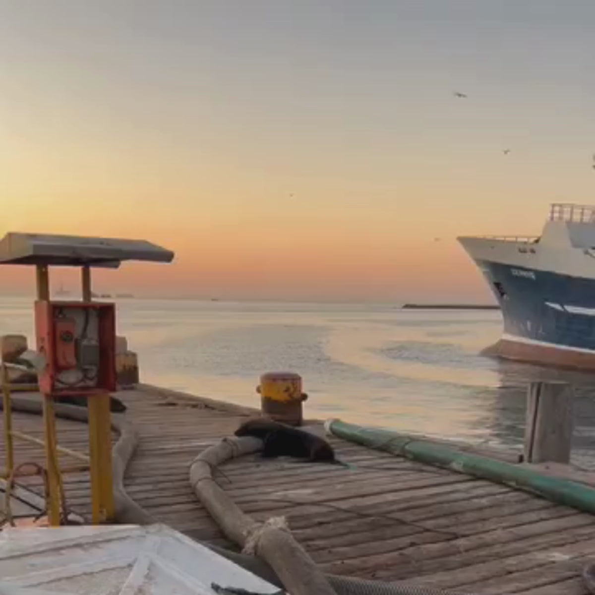 Video einer Robbe auf einem Steg beim Sonnenuntergang. Beim zoomen sieht man, dass die Robbe in Fischernetzen verfangen ist. 